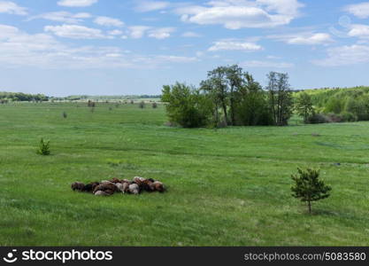 Herd of sheep on a green pasture