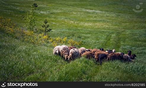 Herd of sheep on a green pasture