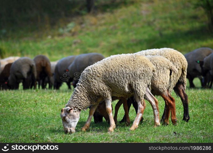 Herd of sheep on grazing