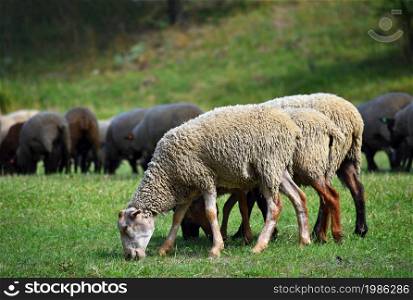 Herd of sheep on grazing