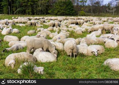Herd of sheep. sheep grazes on a green field