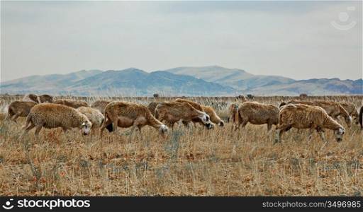 Herd of sheeps in african landscape