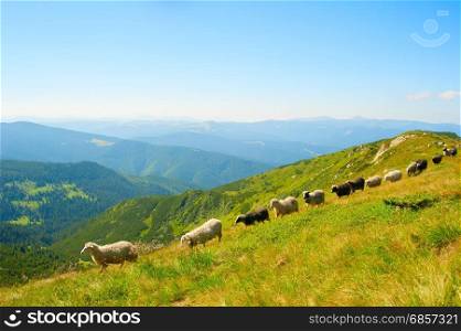 Herd of sheeps on top of mountains in the sunny day