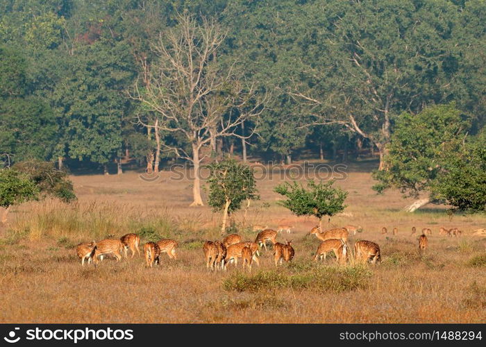 Herd of spotted deer or chital (Axis axis) feeding in natural habitat, Kanha National Park, India