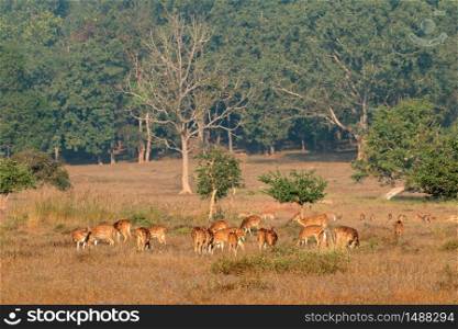 Herd of spotted deer or chital (Axis axis) feeding in natural habitat, Kanha National Park, India