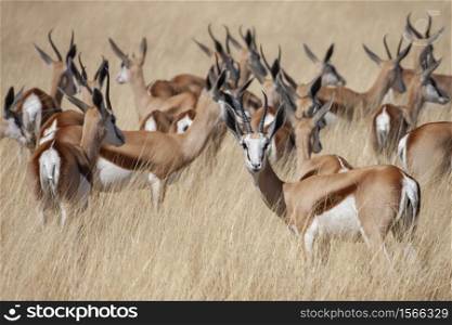 Herd of Springbok antelope (Antidorcas marsupialis) in Etosha National Park in Namibia, Africa.