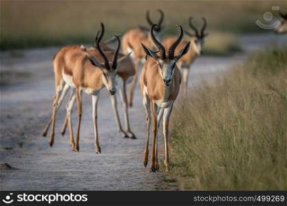 Herd of Springboks standing on the road in the Central Kalahari, Botswana.