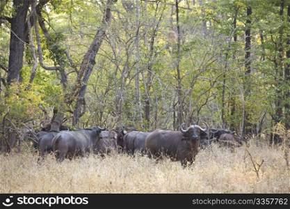 Herd of wild buffalo in the bush in Africa