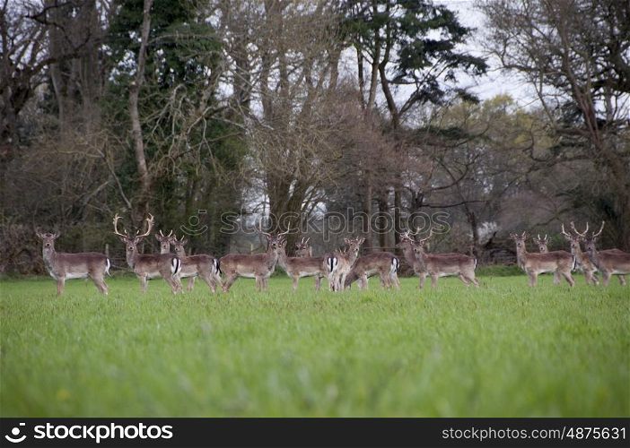 Herd of Wild Fallow Deer