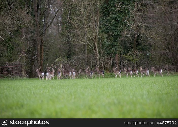 Herd of Wild Fallow Deer