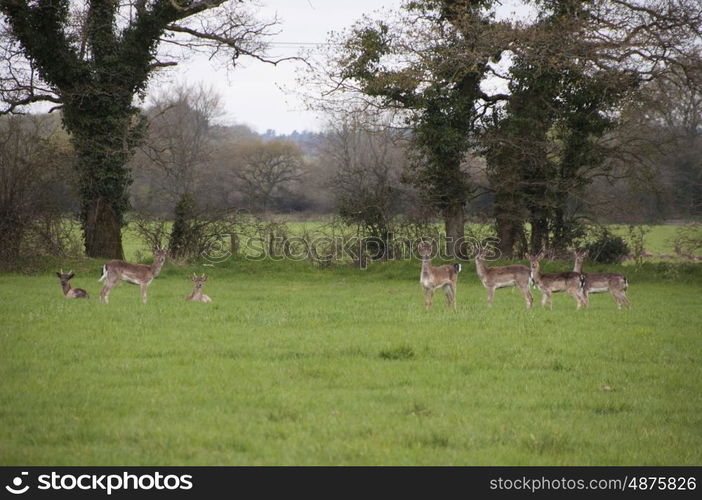 Herd of Wild Fallow Deer