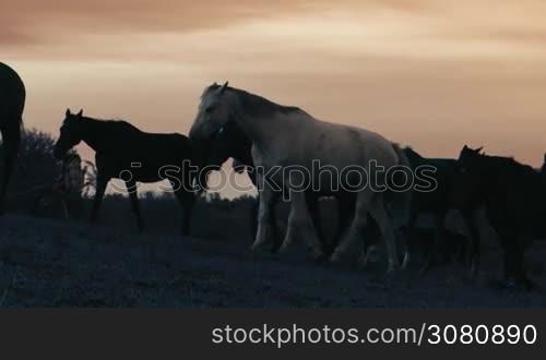 Herd of wild horses moving through the yellow hills, during pink sunset. Wild animals, wild places, running stallions