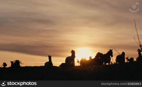 Herd of wild horses moving through the yellow hills, during pink sunset. Wild animals, wild places, running stallions