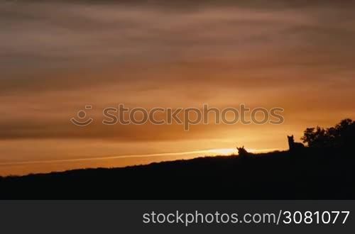 Herd of wild horses moving through the yellow hills, during pink sunset. Wild animals, wild places, running stallions