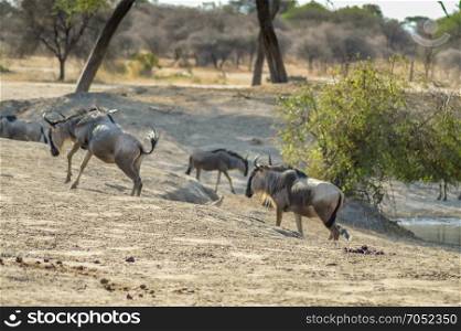 Herd of Wildebeests and Zebras . Herd of Wildebeests and Zebras at a Waterhole in Tarangire Park, Tanzania