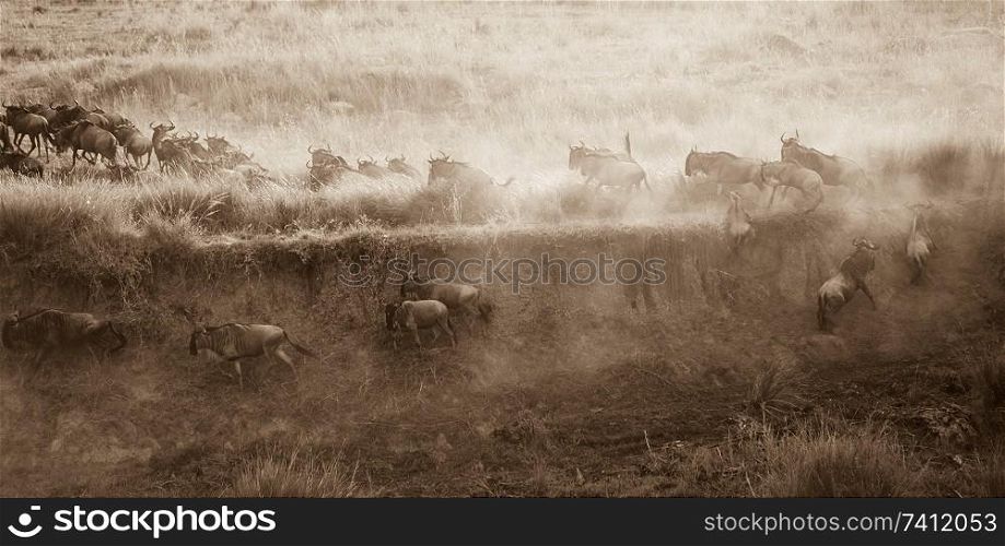 Herd of wildebeests in Kenya