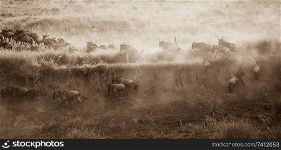 Herd of wildebeests in Kenya