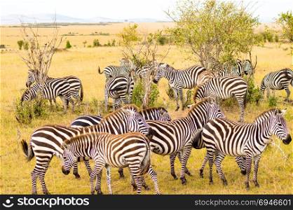 Herd of zebras grazing . Herd of zebras grazing in the savannah of Maasai Mara Park in Kenya