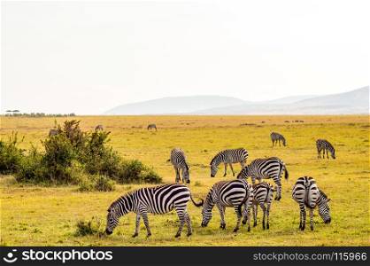 Herd of zebras grazing in the savannah . Herd of zebras grazing in the savannah of Maasai Mara Park in Kenya