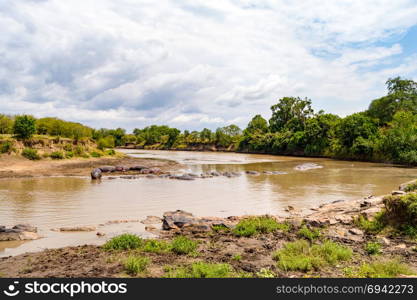 Herds of hippopotamuses in the Mara River . Herds of hippopotamuses in the Mara River of Masai Mara Park in North West Kenya