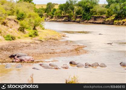 Herds of hippopotamuses in the Mara River . Herds of hippopotamuses in the Mara River of Masai Mara Park in North West Kenya