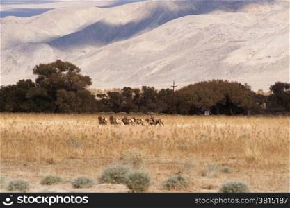 Here is a big bull Elk with a dozen females