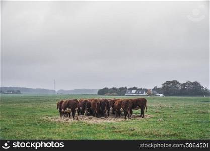 Hereford cows holding a meeting on a green field in the fall