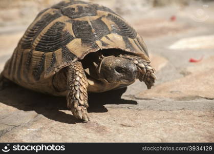 Hermann&rsquo;s tortoise walking on stone surface closeup