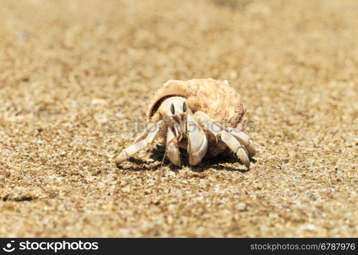 Hermit Crab in a screw shell