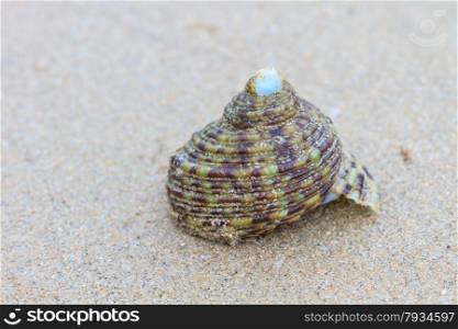 Hermit Crab in a screw shell on tropical sea