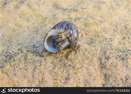 Hermit Crab in a screw shell on tropical sea