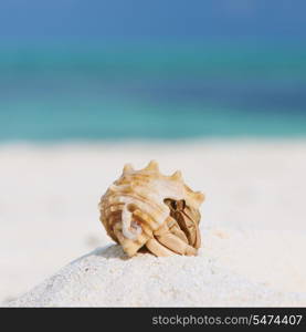 Hermit crab on beach at Maldives