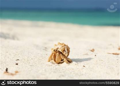Hermit crab on beach at Maldives