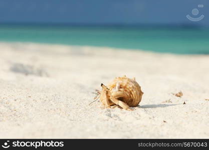 Hermit crab on beach at Maldives