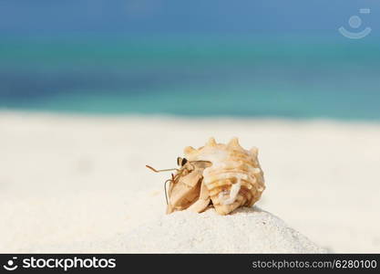 Hermit crab on beach at Maldives