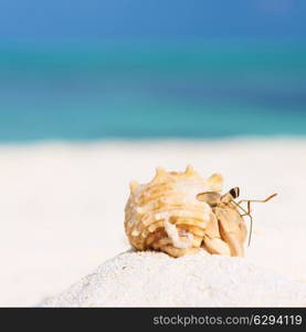 Hermit crab on beach at Maldives