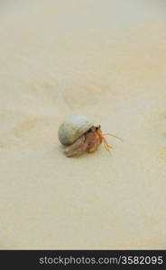 Hermit Crab on sea sunny beaches of the Pacific Ocean