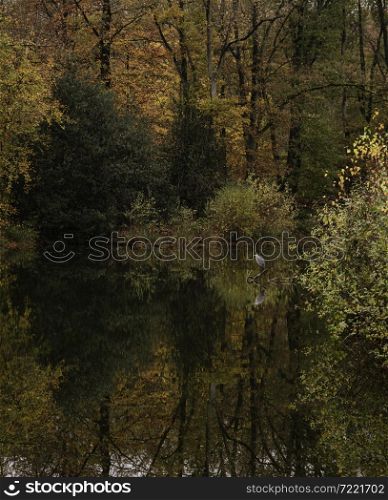 heron bird looking for fish in autumn colored forest with reflection in the lake in Holland during autumn. heron bird reflection in the water of a autumn colored forest