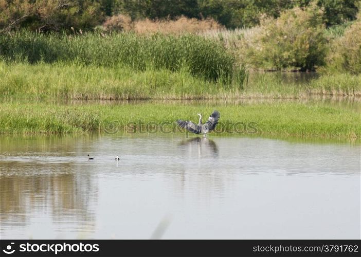 Heron fishing in the wetlands