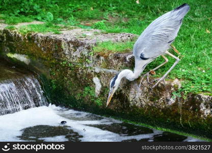 Heron hunting for fish