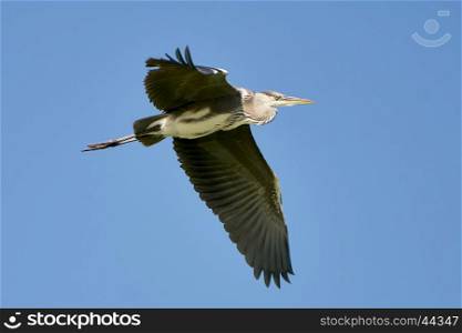 Heron in flight against a blue sky&#xA;