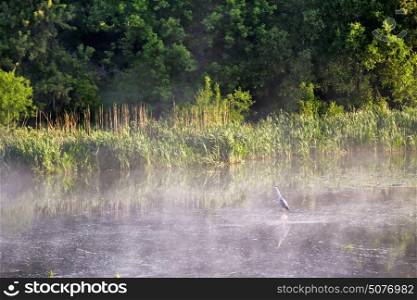 Heron on misty morning on the river. Bird frog pecker wildlife