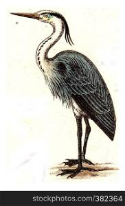 Heron, vintage engraved illustration. From Deutch Birds of Europe Atlas.