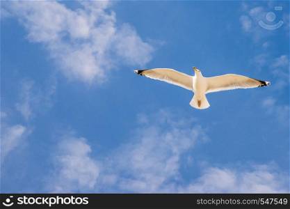 Herring gull, flying in a blue sky in Poland