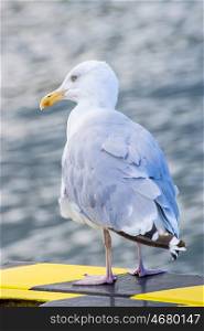 Herring gull, Larus argenataus Pontoppidan