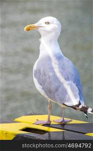 Herring gull, Larus argenataus Pontoppidan