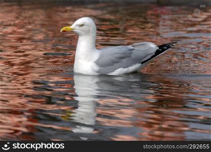 Herring Gull  Larus argentatus  - a large gull  up to 26 inches or 66 cm long . Most abundant and best known of all gulls along the shores of Asia, western Europe, and North America.