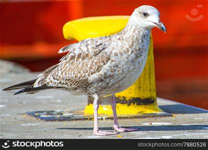 Herring gull, Larus fuscus L. imm.