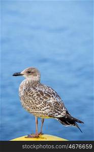 Herring gull, Larus fuscus L. immat.
