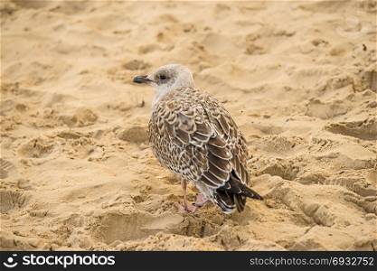 Herring gull, Larus fuscus L. young bird on a beach of the Baltic sea in Poland